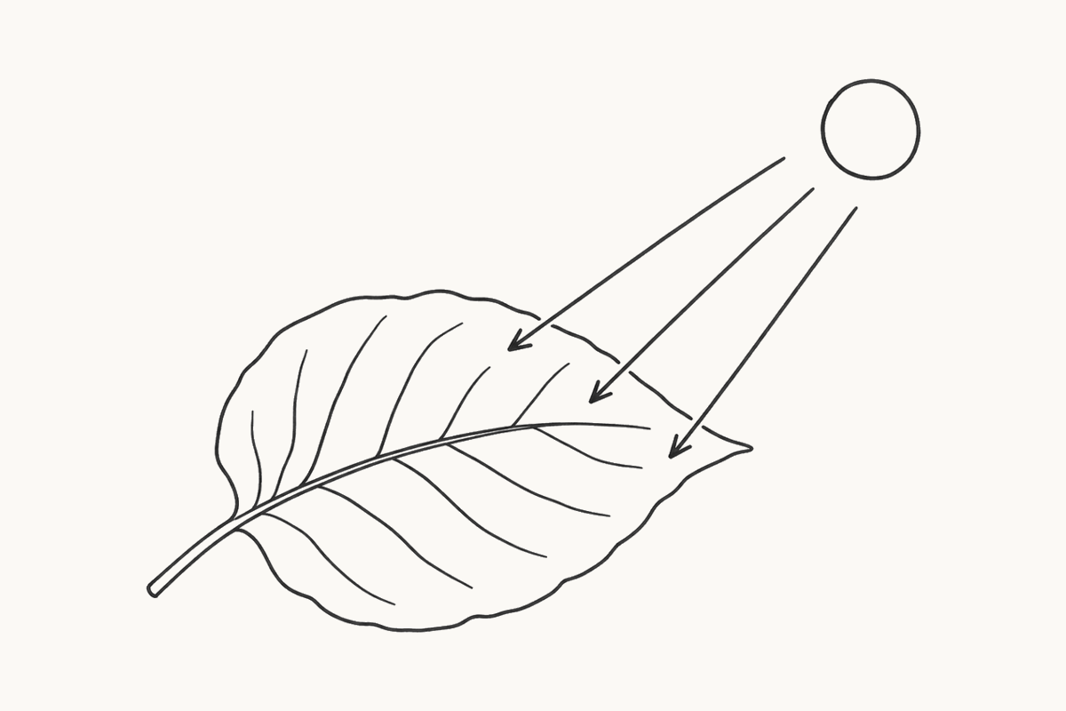 Hand-drawn panel: three arrows of sunlight falling onto a leaf