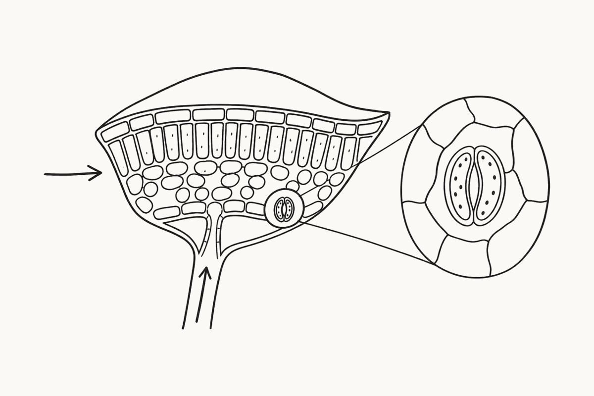 Hand-drawn panel: a cut-away leaf with one cell magnified beside it