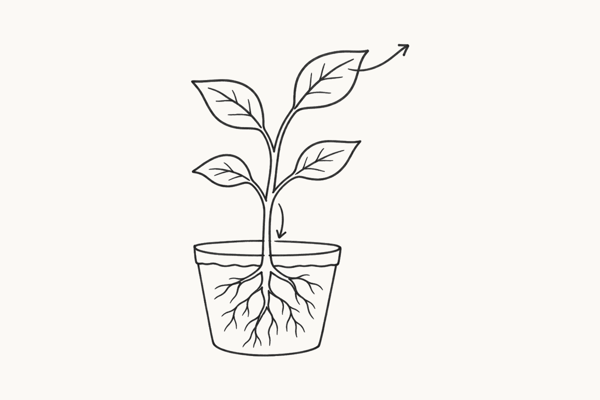 Hand-drawn panel: a plant with one arrow to the roots and one leaving a leaf